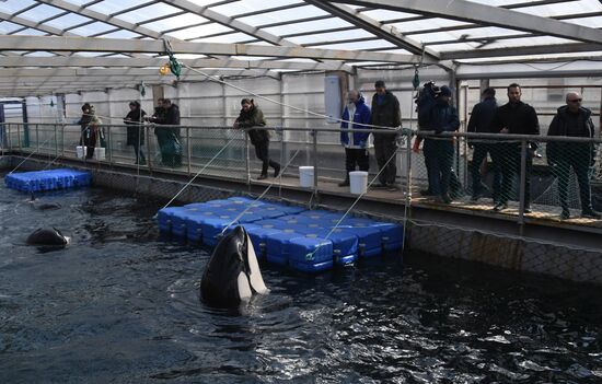 Косатки в приморской бухте Средняя 