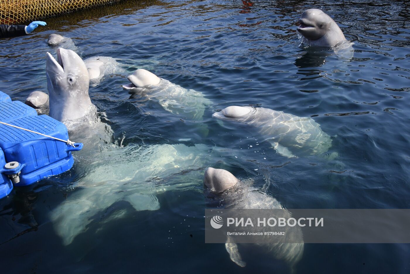 Косатки в приморской бухте Средняя