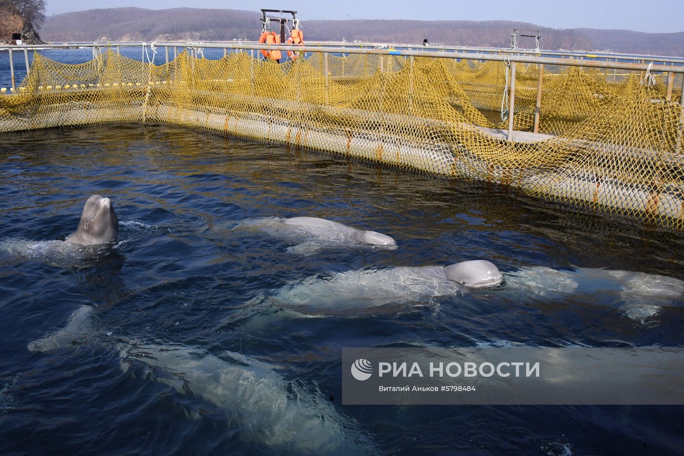 Косатки в приморской бухте Средняя