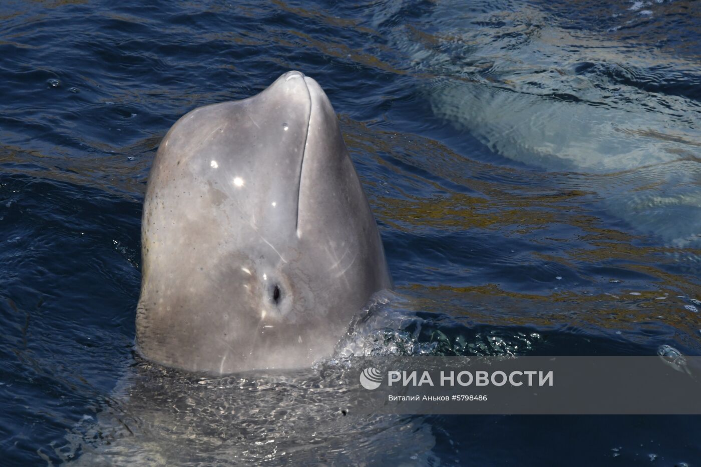Косатки в приморской бухте Средняя