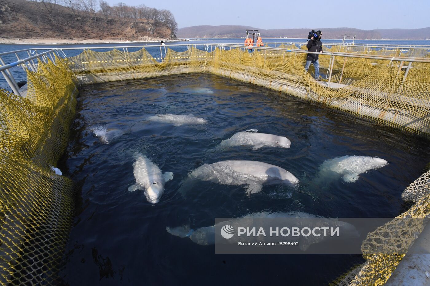 Косатки в приморской бухте Средняя