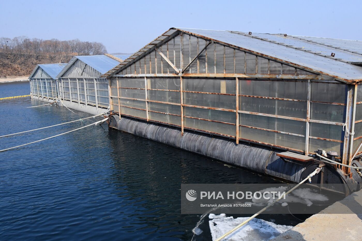 Косатки в приморской бухте Средняя 