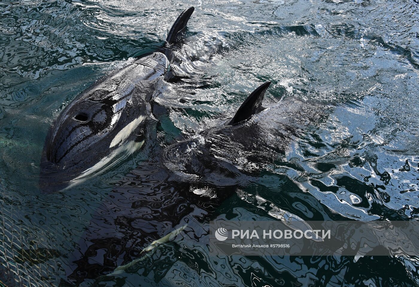 Косатки в приморской бухте Средняя