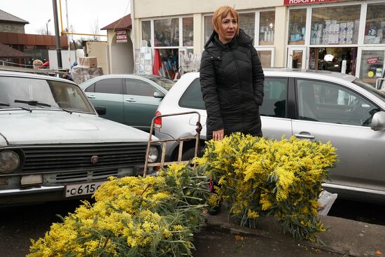 Продажа мимозы в Сочи