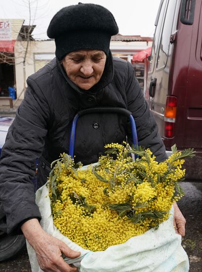 Продажа мимозы в Сочи