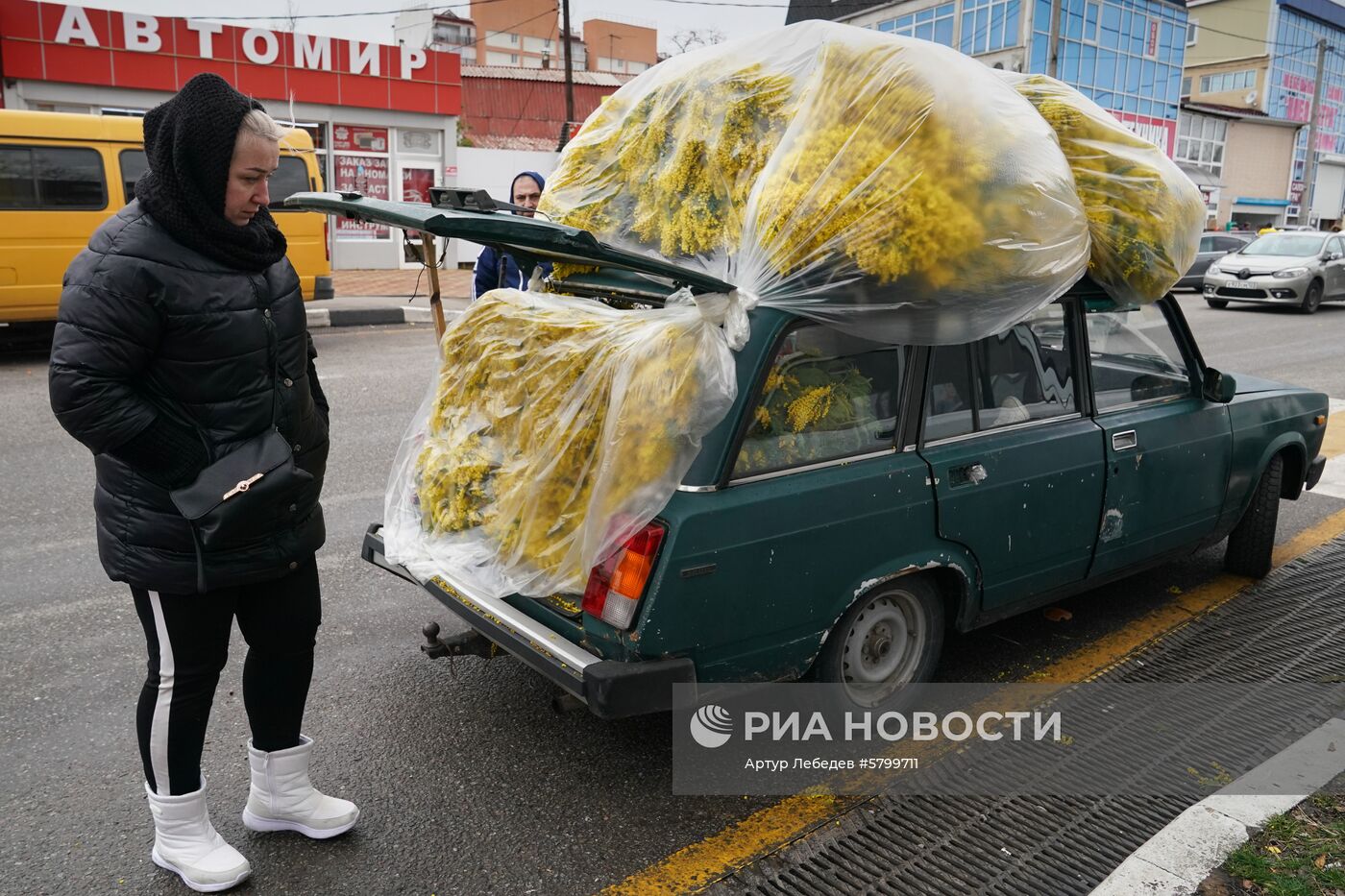 Продажа мимозы в Сочи