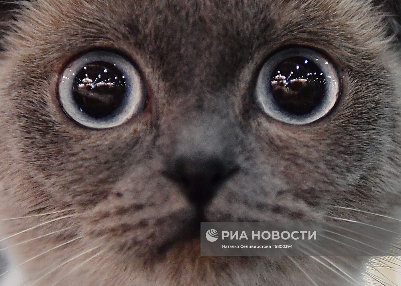 Выставка кошек "Кэтсбург"