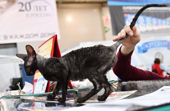 Выставка кошек "Кэтсбург"