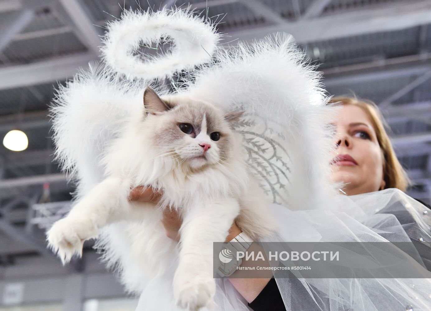 Конкурс "Кошка в одежке" на выставке "Кэтсбург"