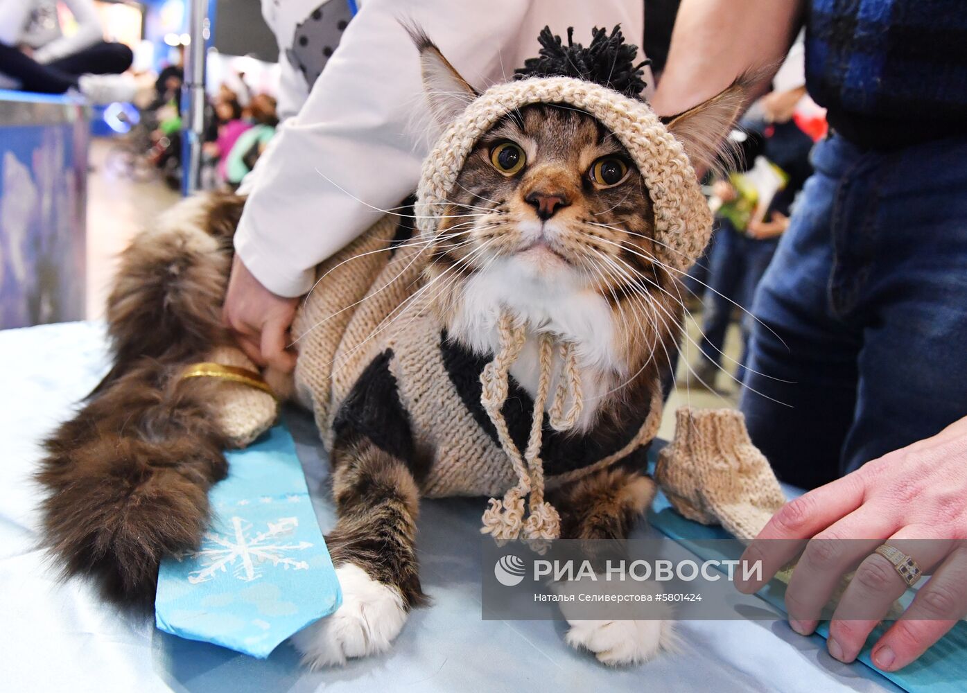Конкурс "Кошка в одежке" на выставке "Кэтсбург"