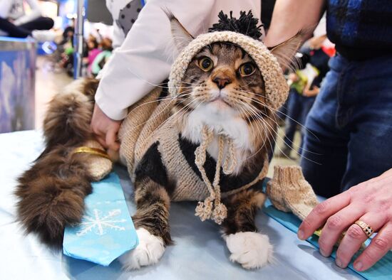 Конкурс "Кошка в одежке" на выставке "Кэтсбург"