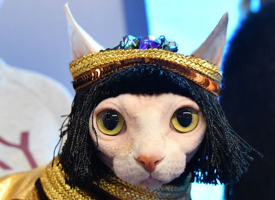 Конкурс "Кошка в одежке" на выставке "Кэтсбург"