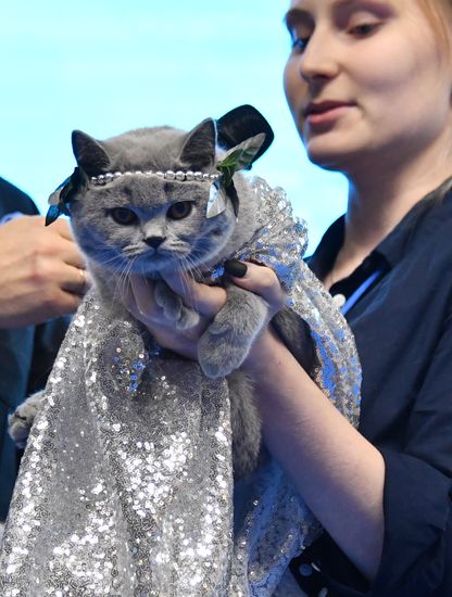 Конкурс "Кошка в одежке" на выставке "Кэтсбург"