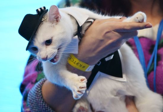Конкурс "Кошка в одежке" на выставке "Кэтсбург"