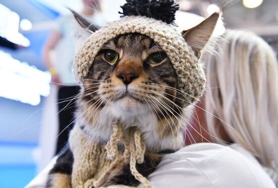Конкурс "Кошка в одежке" на выставке "Кэтсбург"