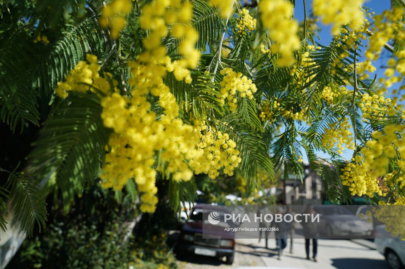 Цветение мимозы в Сочи