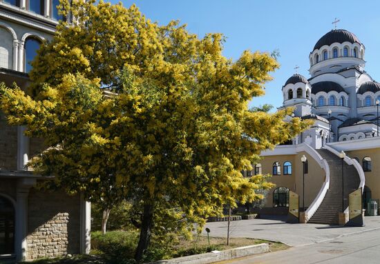 Цветение мимозы в Сочи