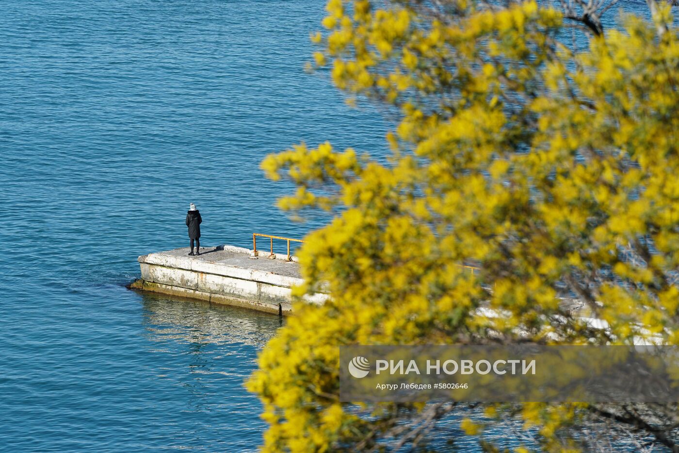 Цветение мимозы в Сочи