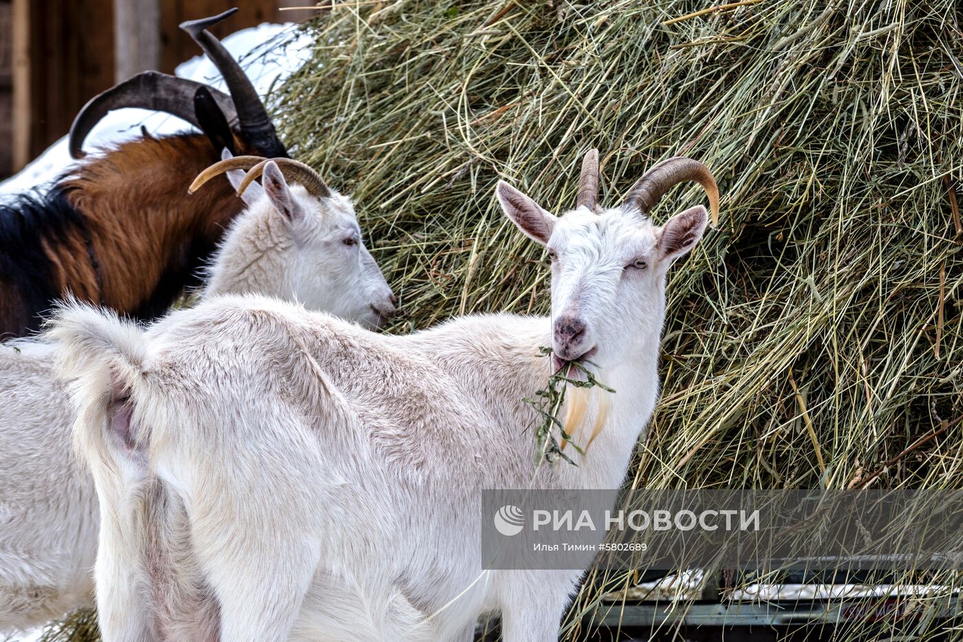 Мужской монастырь "Свято-Ильинская Водлозерская Пустынь