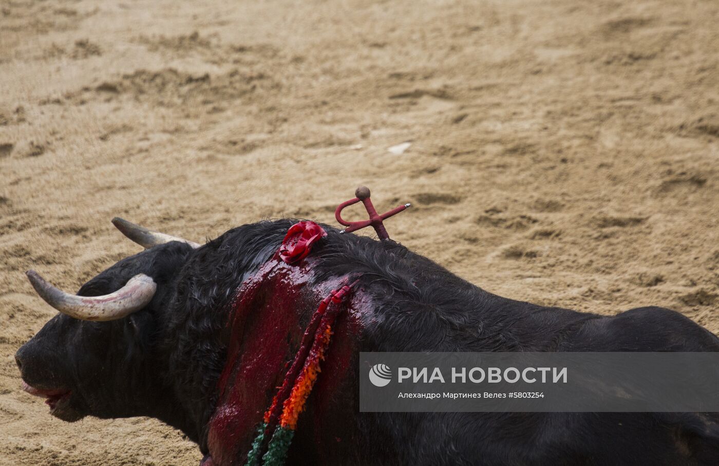 Карнавал быков в Испании | РИА Новости Медиабанк