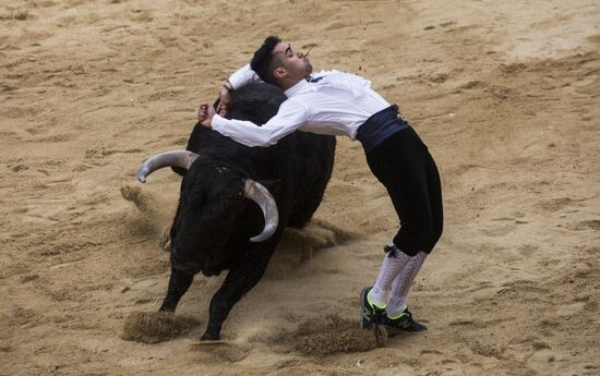 Карнавал быков в Испании