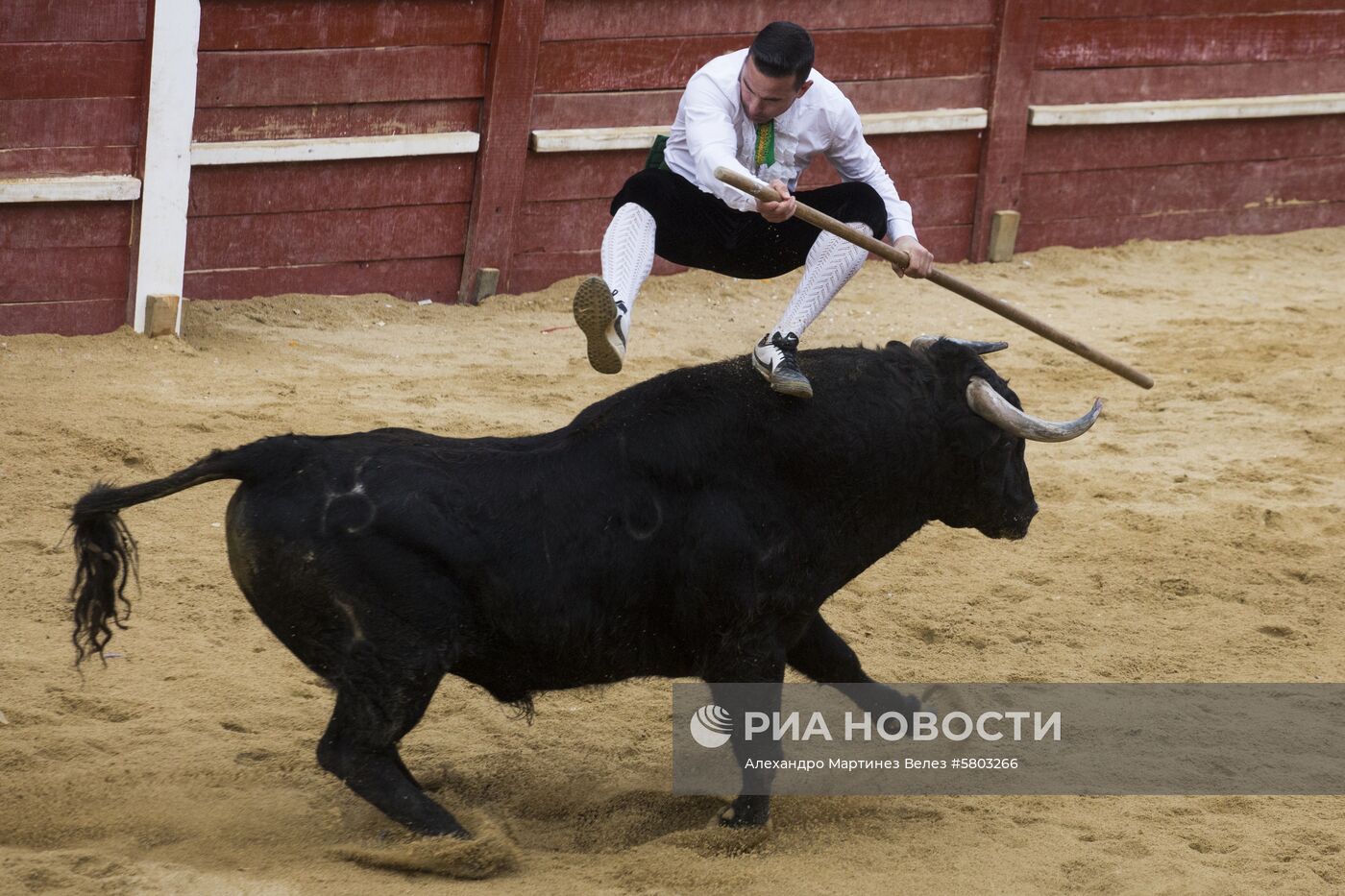 Карнавал быков в Испании