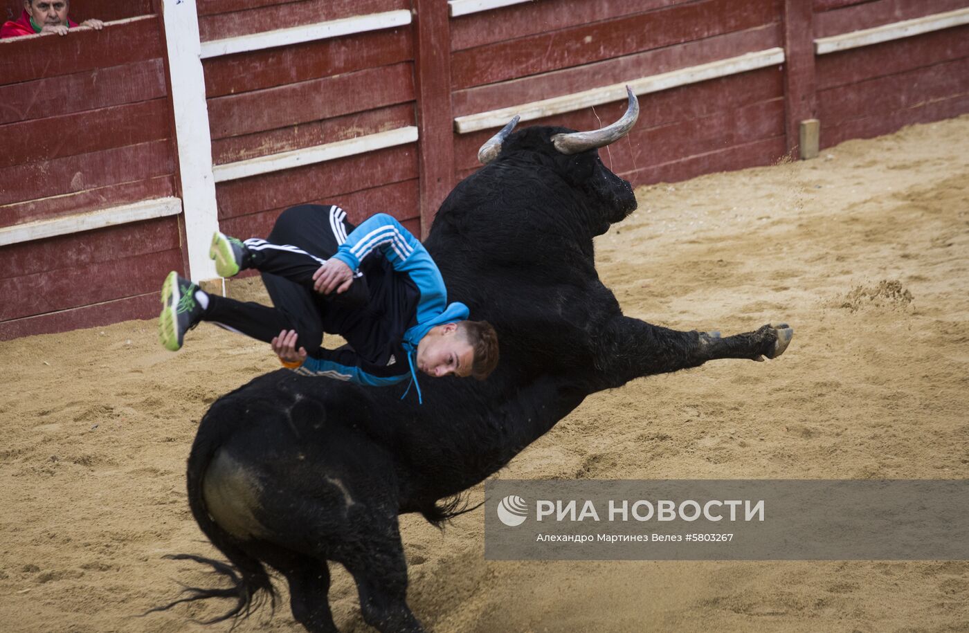 Карнавал быков в Испании | РИА Новости Медиабанк