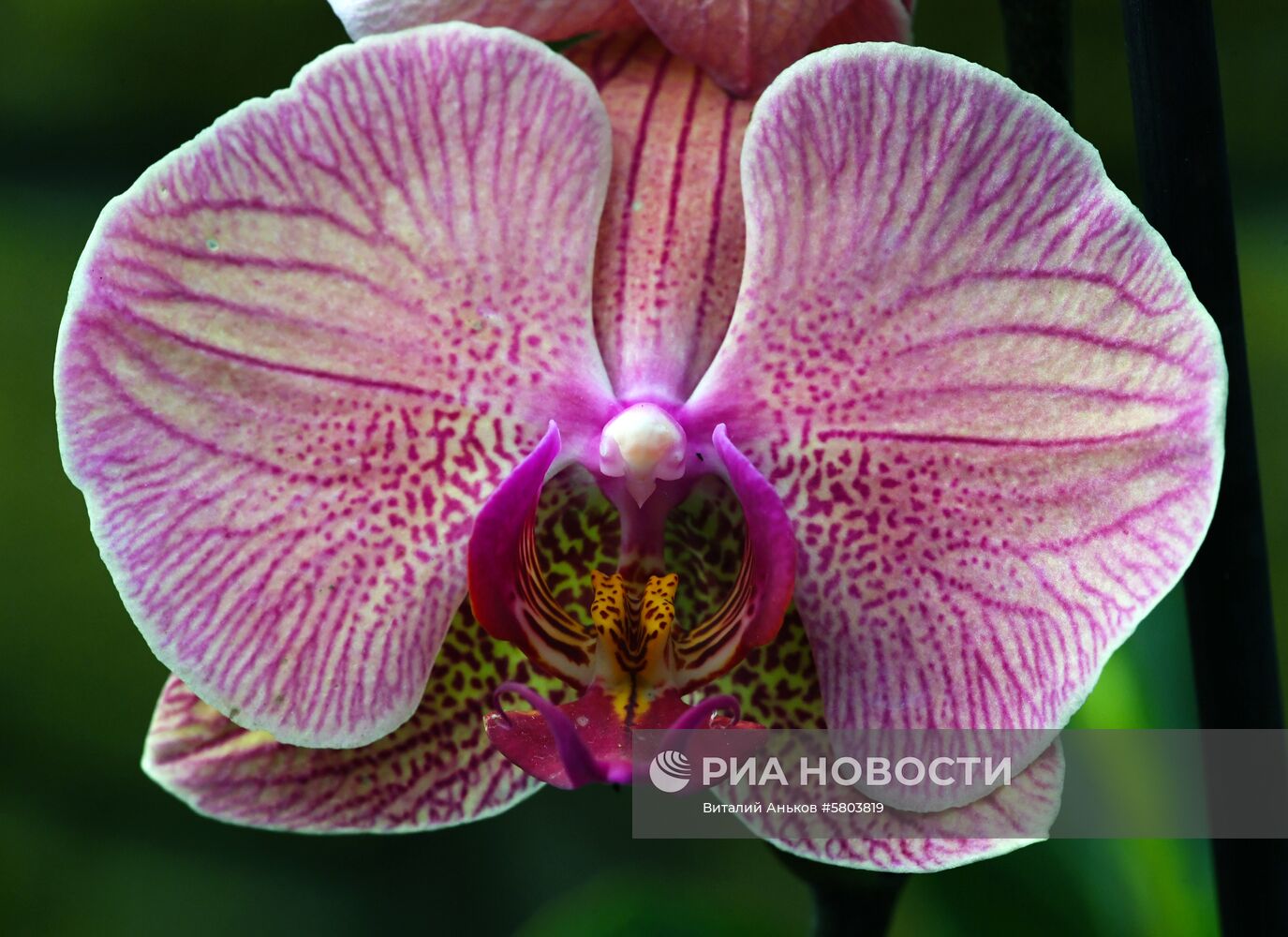 Выставка тропических орхидей в оранжерее Ботанического сада