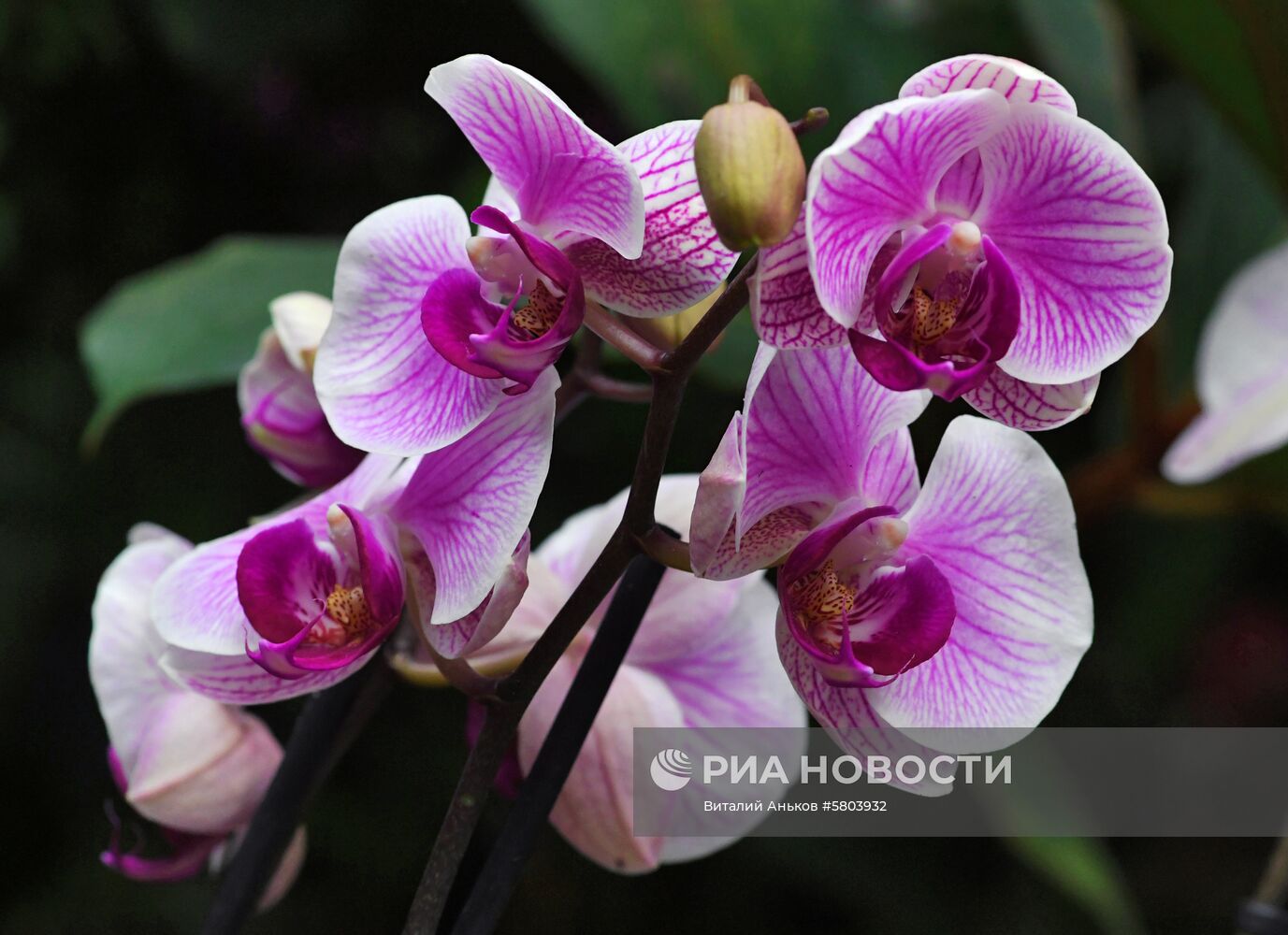 Выставка тропических орхидей в оранжерее Ботанического сада