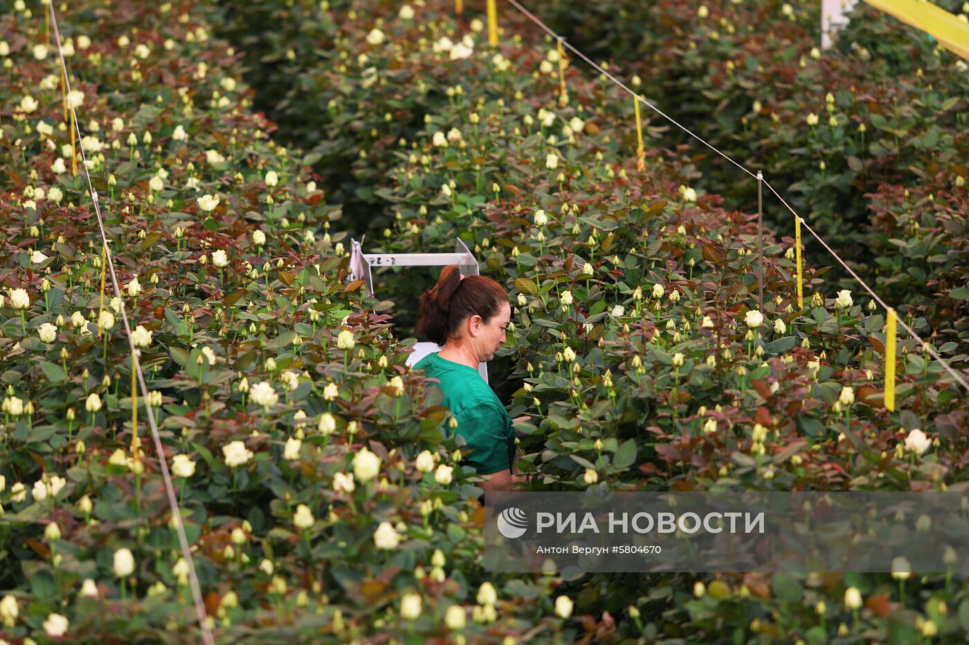 Тепличный комплекс "Розы Белогорья"