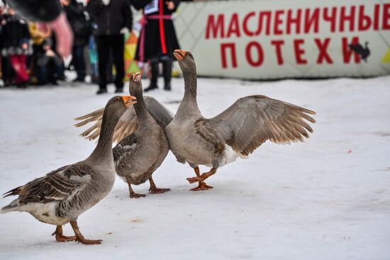 Гусиные бои в Суздале