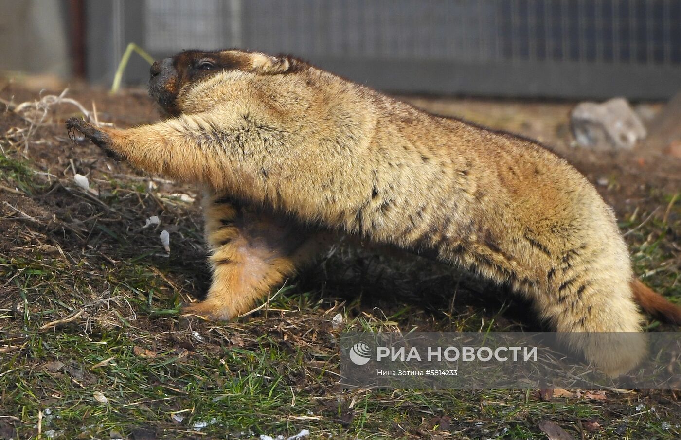 В Московском зоопарке проснулись сурки