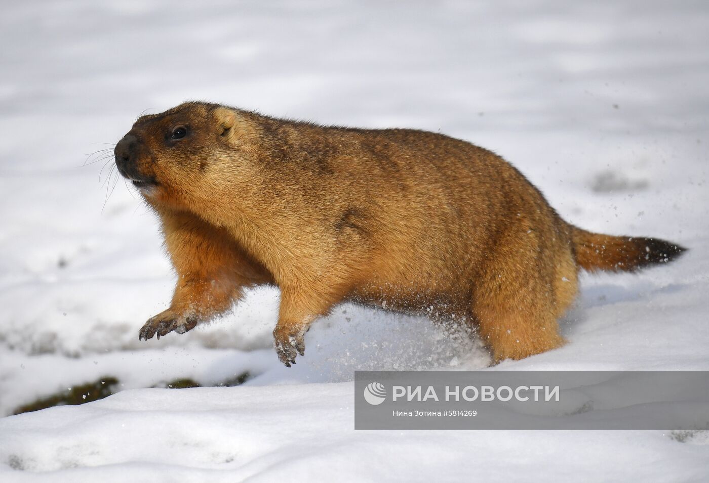 Сурки в Московском зоопарке 