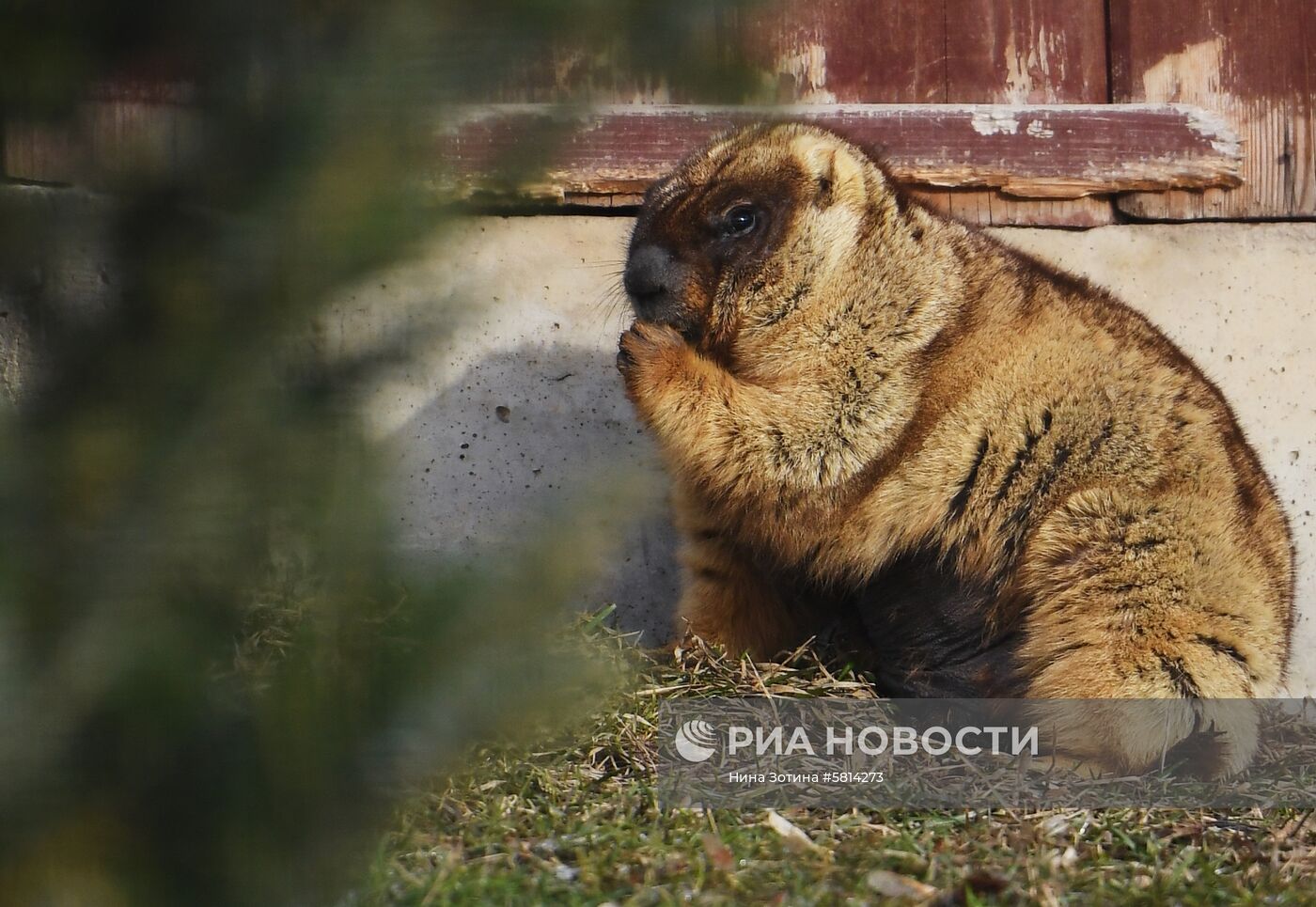 Сурки в Московском зоопарке 