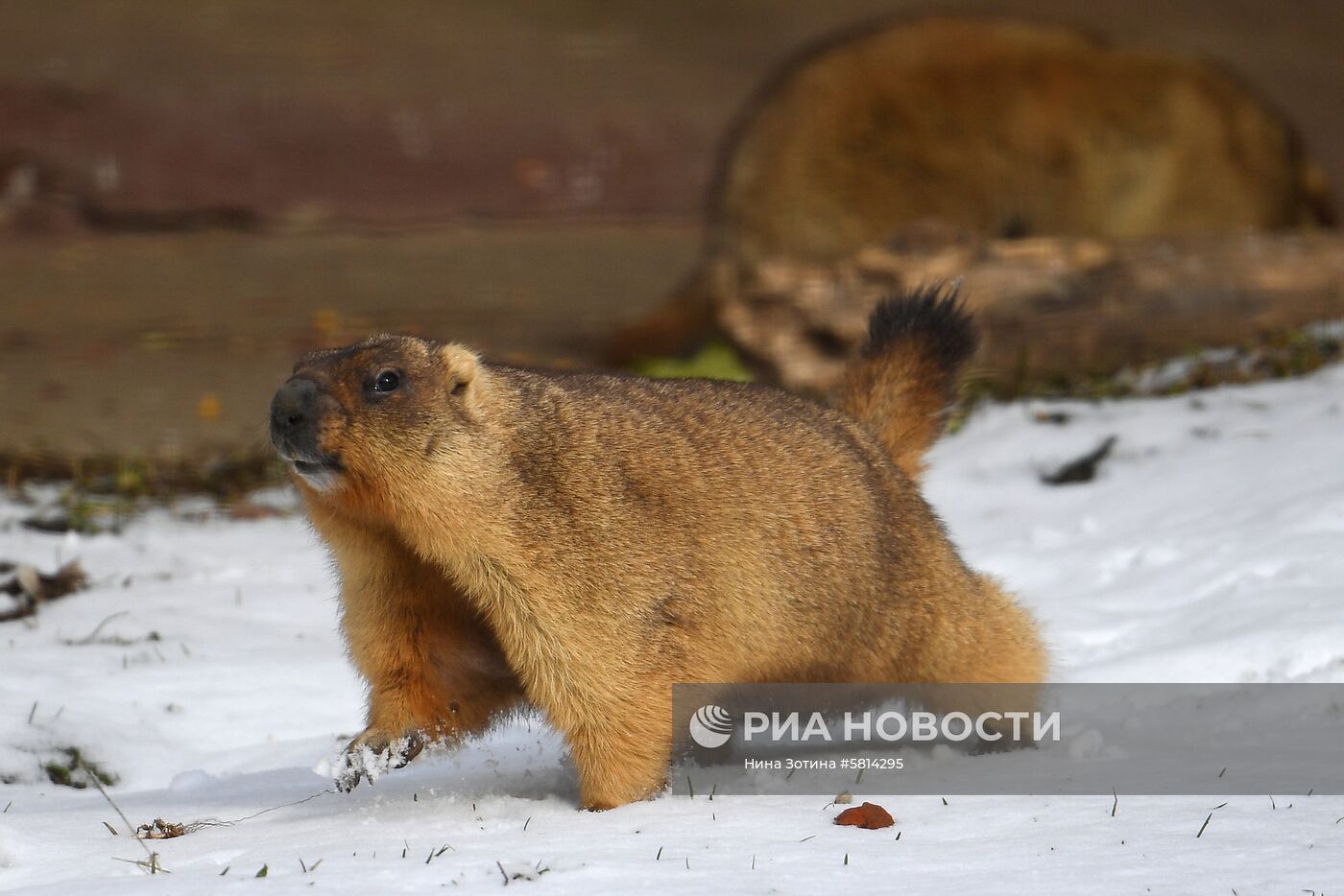 Сурки в Московском зоопарке 