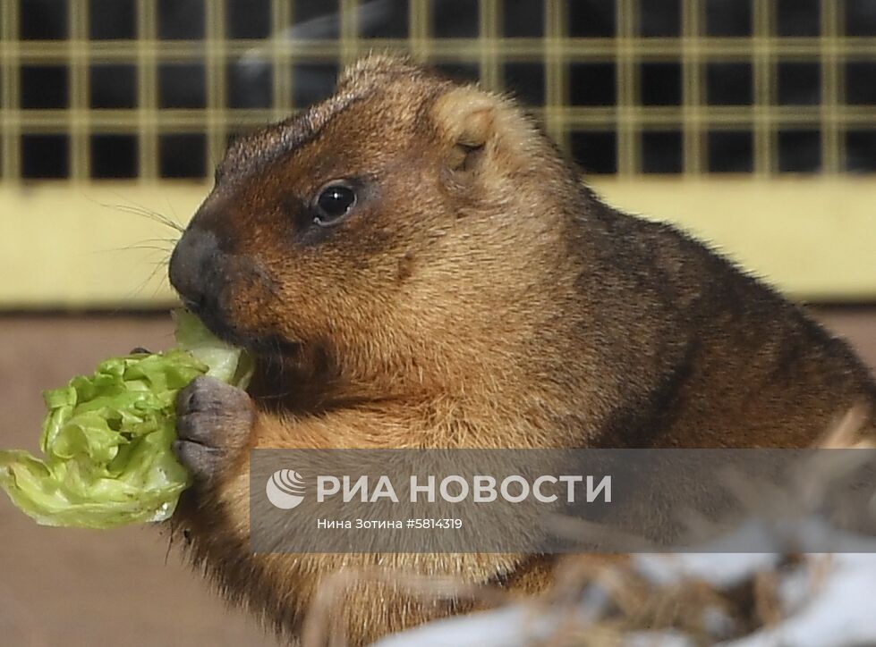 Сурки в Московском зоопарке 