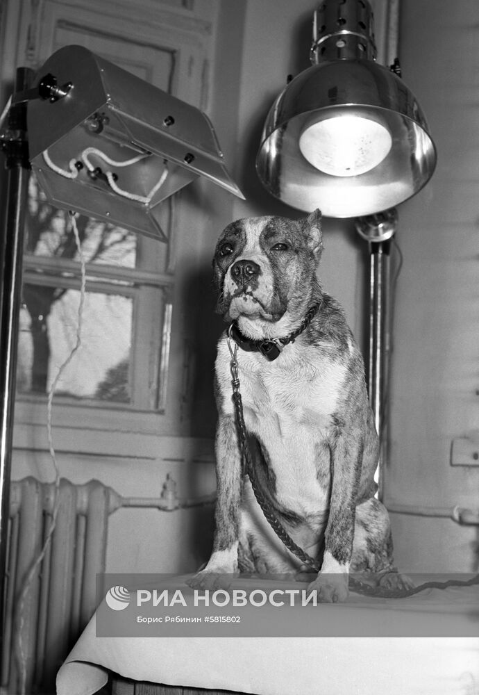 Ветеринарная лечебница "Синий крест"