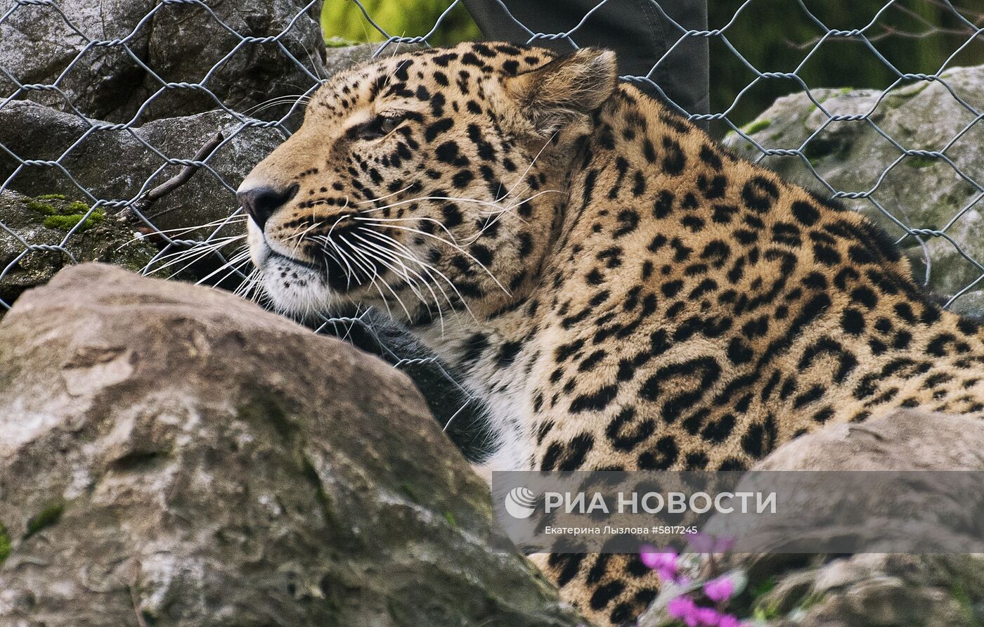 Центр восстановления леопардов в Сочи