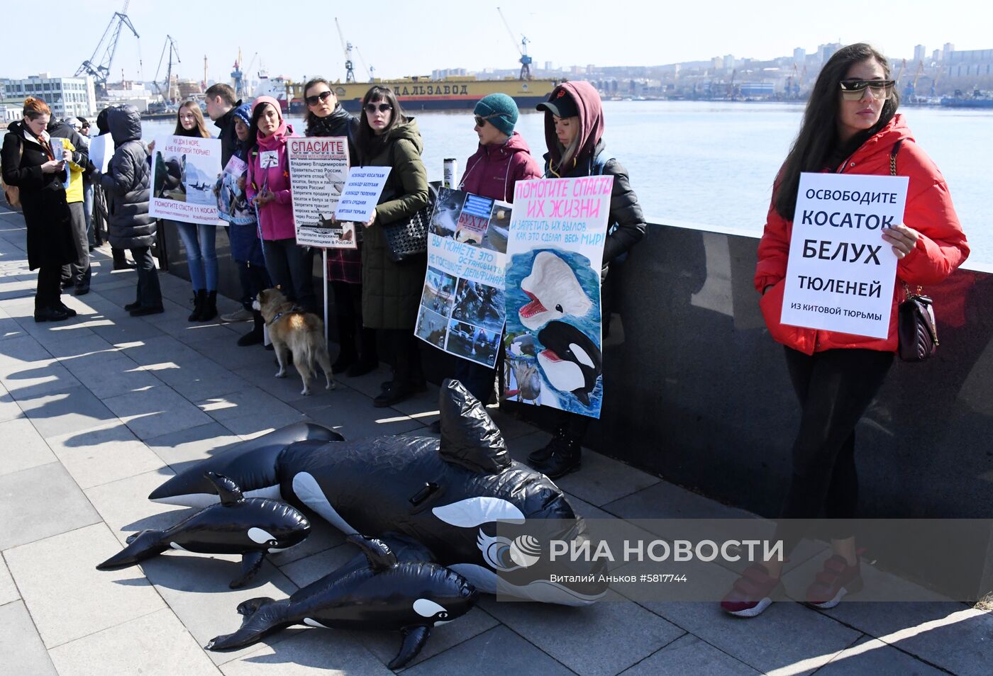 Пикет в защиту приморских белух и косаток