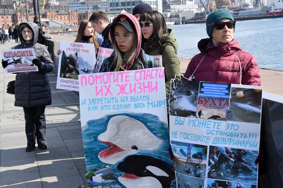 Пикет в защиту приморских белух и косаток