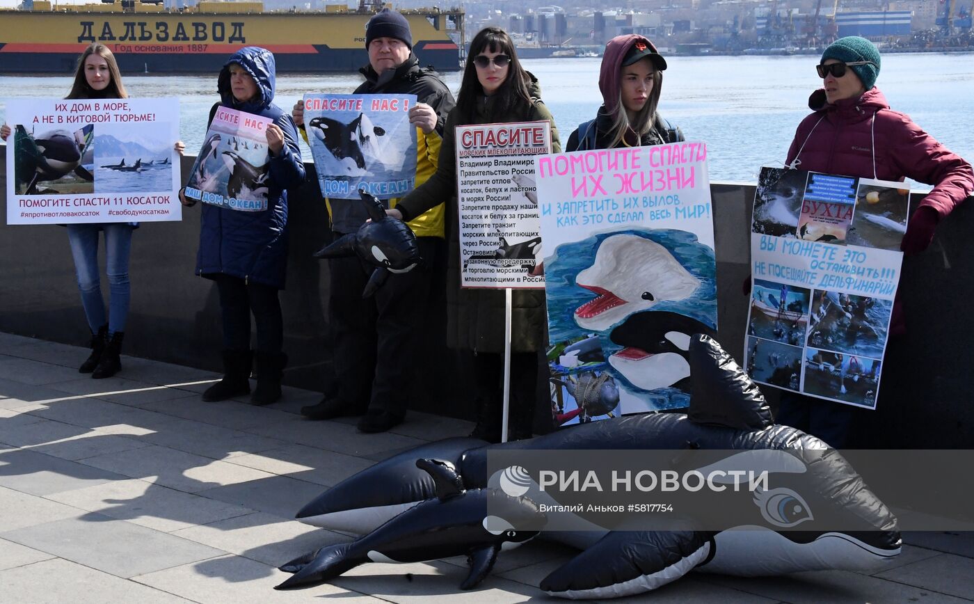 Пикет в защиту приморских белух и косаток