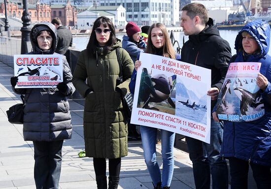 Пикет в защиту приморских белух и косаток