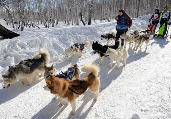 Гонки на собачьих упряжках в Магнитогорске