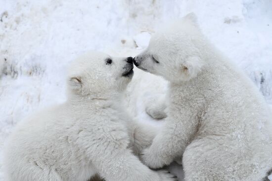 Белые медвежата в Новосибирском зоопарке