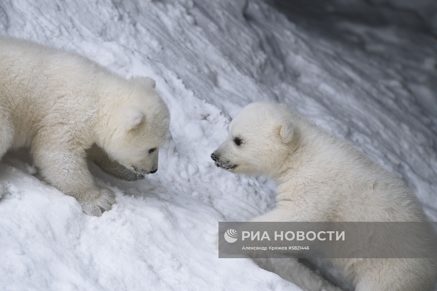 Белые медвежата в Новосибирском зоопарке