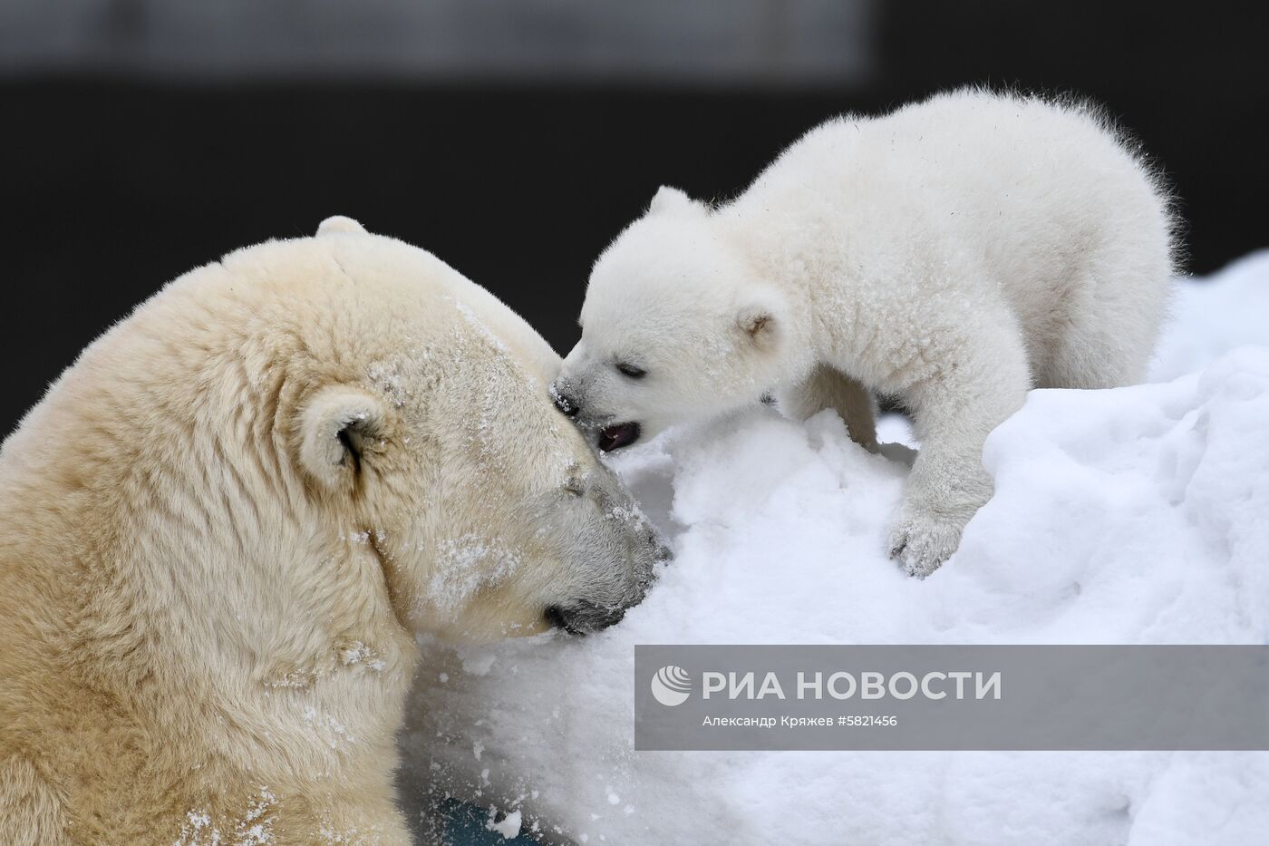 Белые медвежата в Новосибирском зоопарке