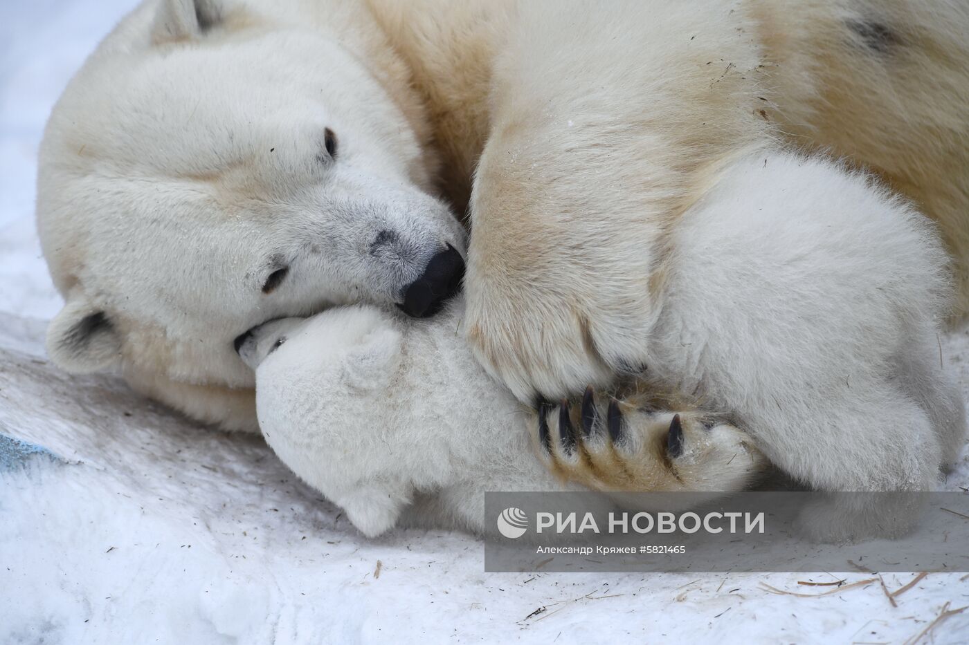 Белые медвежата в Новосибирском зоопарке