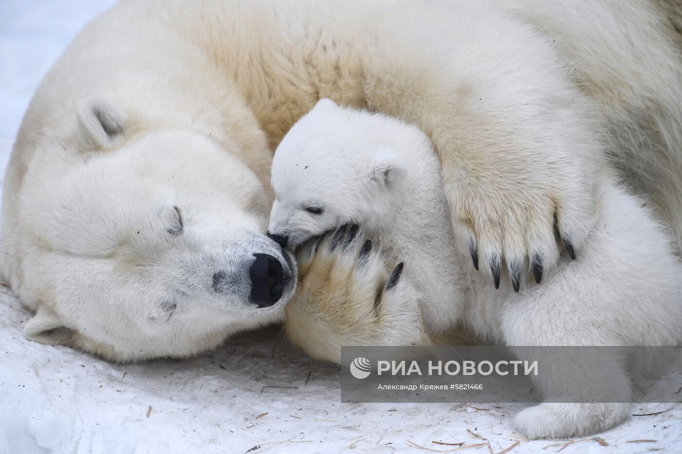 Белые медвежата в Новосибирском зоопарке