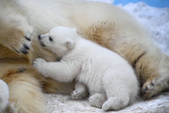 Белые медвежата в Новосибирском зоопарке