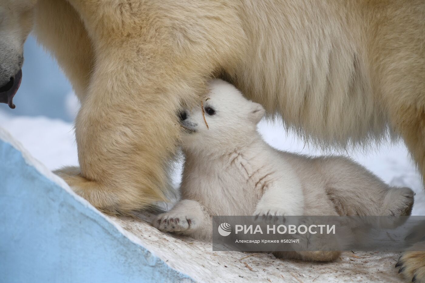 Белые медвежата в Новосибирском зоопарке